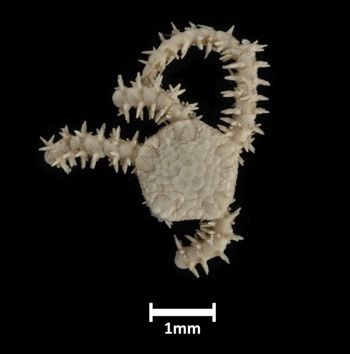 Media type: image;   Invertebrate Zoology OPH-4935 Description: Top down view of single ophiuroid specimen with a scale bar.;  Aspect: dorsal